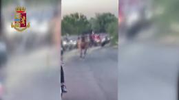 Camporotondo etneo, il video della corsa clandestina di cavalli seguita da un corteo di moto