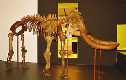 Trovato il Dna degli elefanti nani di Sicilia estinti 19 mila anni fa