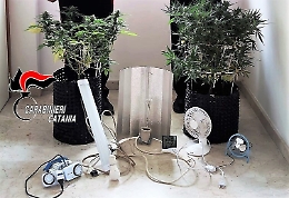 Mini serra di marijuana in abitazione dell'Acese: arrestato un 31enne