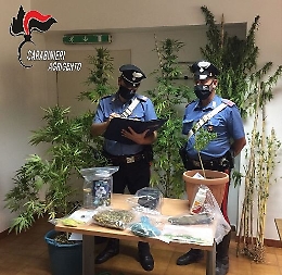Arrestato un coltivatore di marijuana in flagranza di reato