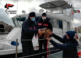 Due "Caretta caretta" salvate e portate a Favignana