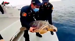 I carabinieri salvano e restituiscono al mare una Caretta caretta