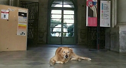 Catania: è morto Melo il cane “custode” dell'ex Monastero dei Benedettini, amato da studenti e docenti