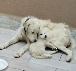 Cane ammalato e quasi in fin di vita, soccorso assieme al cucciolo che stava per morire