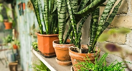 Marsala, due ladri di Sansevieria