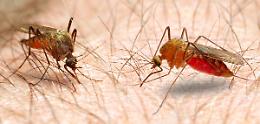 Caso di malaria a Caltanissetta dopo un viaggio in Congo