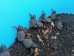 Linosa, prima schiusa di uova di tartaruga marina