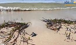 Prime uova di Caretta caretta si schiudono a Siculiana