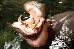 Uganda: ippopotamo inghiotte bimbo di 2 anni e poi lo sputa vivo