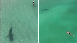 Grande squalo tigre nuota a riva vicino ai bagnanti: il video dal drone