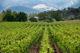 Vinitaly, presenti 58 aziende dell'Etna: la delegazione più numerosa della Sicilia