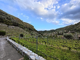 A Giampilieri dopo l'alluvione un'oasi botanica per la coltivazione di un vino Doc