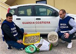 Vongole senza etichette a Catania: Guardia Costiera le rigetta in mare e multa venditore