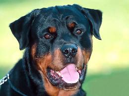 Grave bambino aggredito da rottweiler in Umbria