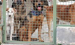 Racconto dell'orrore al canile municipale: «Il mio cane preso a calci durante una rapina in casa»