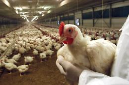 Aviaria in Piemonte, almeno 30 mila galline saranno abbattute: tra le cause il caldo eccessivo