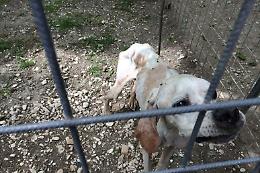 Lasciati tra sporcizia e degrado, cinque cani salvati a Misterbianco 