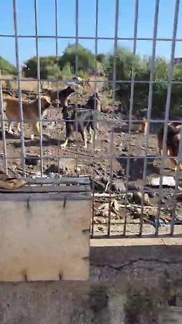 "Assalita da branco di randagi in via Galermo e azzannata al volto"