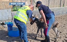 Catania: pony salvati e stalle abusive, maxi-sanzioni da 16.000 euro