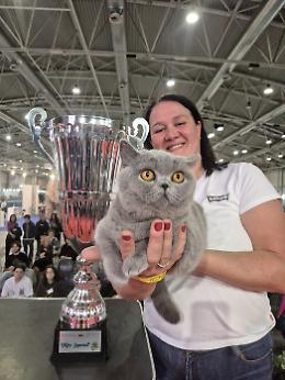 Affettuosa e pacioccona la gatta Mila è la regina d'Italia: vince il "SuperCat Show"