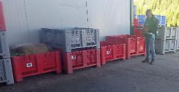 Controlli nei frantoi: la Polizia Provinciale di Siracusa intensifica le verifiche sulla filiera olearia