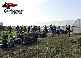Campagna Olearia 2025: controlli serrati, arresti e denunce nel Trapanese