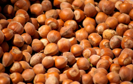 Rendimenti della nocciola crollati oltre l'80%: Montalbano Elicona chiede lo stato di crisi per il 2025