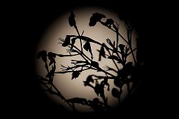 1&deg; maggio, alle 19,23 la Luna dei Fiori: perch&eacute; questa microluna vale pi&ugrave; di una superluna
