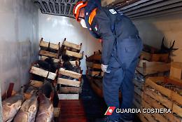 Sequestrata a Siracusa una tonnellata di tonno rosso senza tracciabilit&agrave;: multa di 2.666 euro e pesce donato in beneficenza