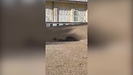 Foca monaca avvistata sulla spiaggiola di Ancona: incontro raro sull'Adriatico, appello a mantenere le distanze