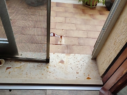 La vicina dispettosa e violenta, i condomini dentro il dramma