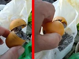 Siracusa, un piccolo ordigno nascosto dentro l&rsquo;ovetto