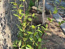 Nuove piante a dimora al posto delle lastre di amianto