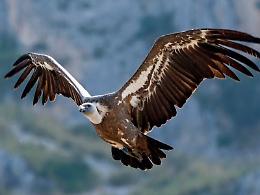 Sulle Madonie sono in arrivo 60 grifoni dalla Spagna, il progetto di reinserimento per tutelare la biodiversit&agrave;