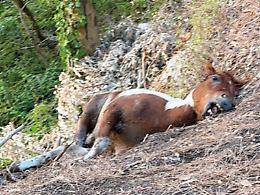 Carcassa di un cavallo abbandonata tra i boschi