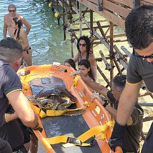 Tartaruga Caretta Caretta in difficolt&agrave; salvata dai vigili del fuoco all&rsquo;Arenella