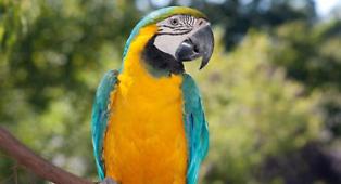 Pappagallo nel marsupio: 21enne denunciato a Noto per maltrattamento di animali