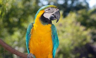 Pappagallo nel marsupio: 21enne denunciato a Noto per maltrattamento di animali