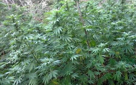Smantellato centro di spaccio a Rosolini: arrestati padre e figlio, sequestrati 400 grammi di droga e armi