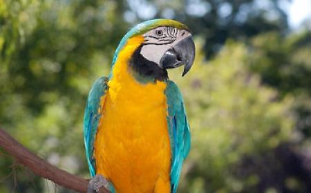 Pappagallo nel marsupio: 21enne denunciato a Noto per maltrattamento di animali