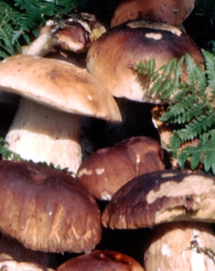 Porcelli e Porcini a Caronia