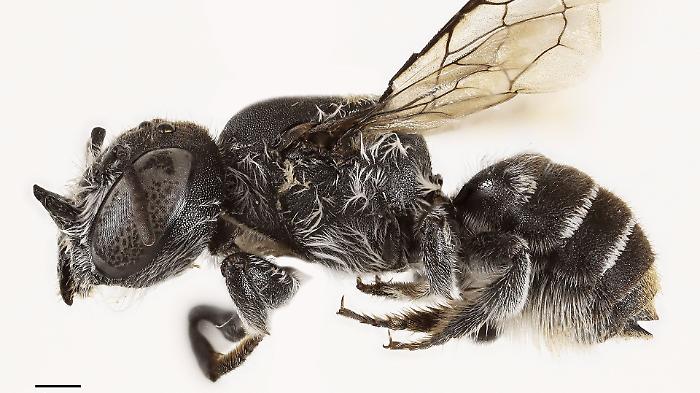 Cosa è "Lucifero", la nuova specie di api scoperta in Australia