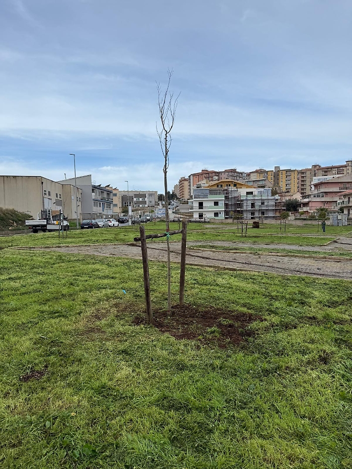 Ragusa, piantumati 24 nuovi alberi