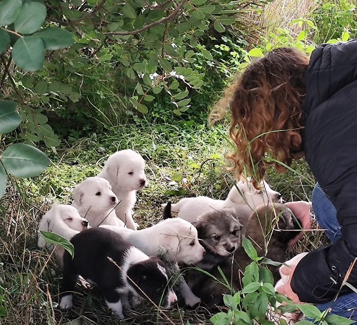 Scicli, ritrovati 13 cuccioli: &egrave; emergenza randagismo