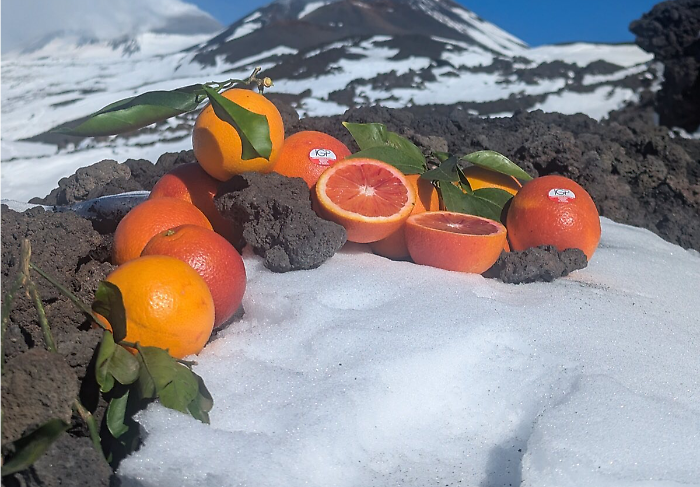 Arancia rossa di Sicilia IGP supera i 26,17 milioni di kg: ora la sfida &egrave; conquistare i giovani