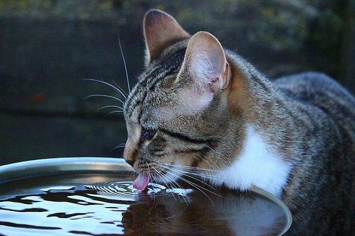 Una ciotola d'acqua per battere il caldo killer: la sfida del Comune di Sciacca per difendere gli animali senza riparo