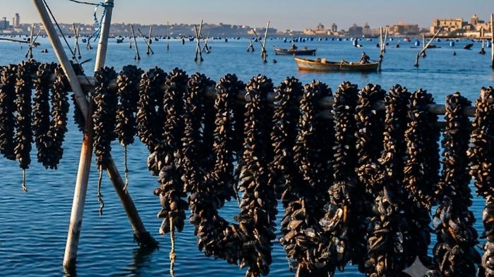 Acque "bollenti" e fondali senza ossigeno, il clima minaccia cozze e vongole
