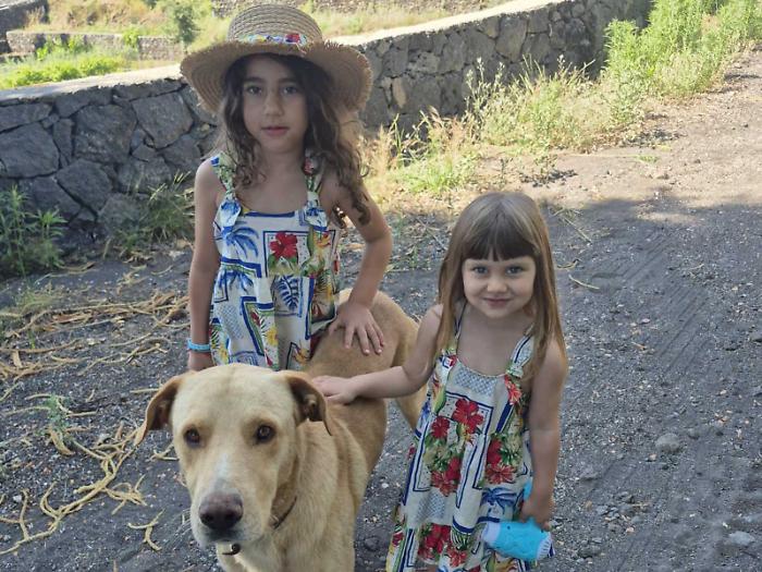 Zafferana: muore cane assalito da un branco di randagi