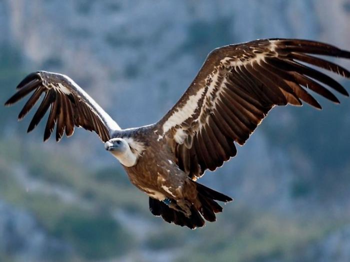 Sulle Madonie sono in arrivo 60 grifoni dalla Spagna, il progetto di reinserimento per tutelare la biodiversit&agrave;